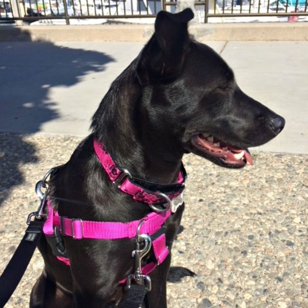 Raspberry Freedom No-Pull Dog Harness by 2 Hounds Design