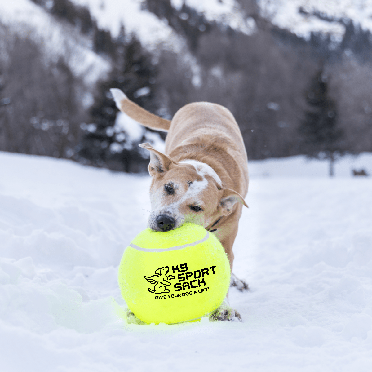 Too Big to Chew Tennis Ball by K9 Sport Sack