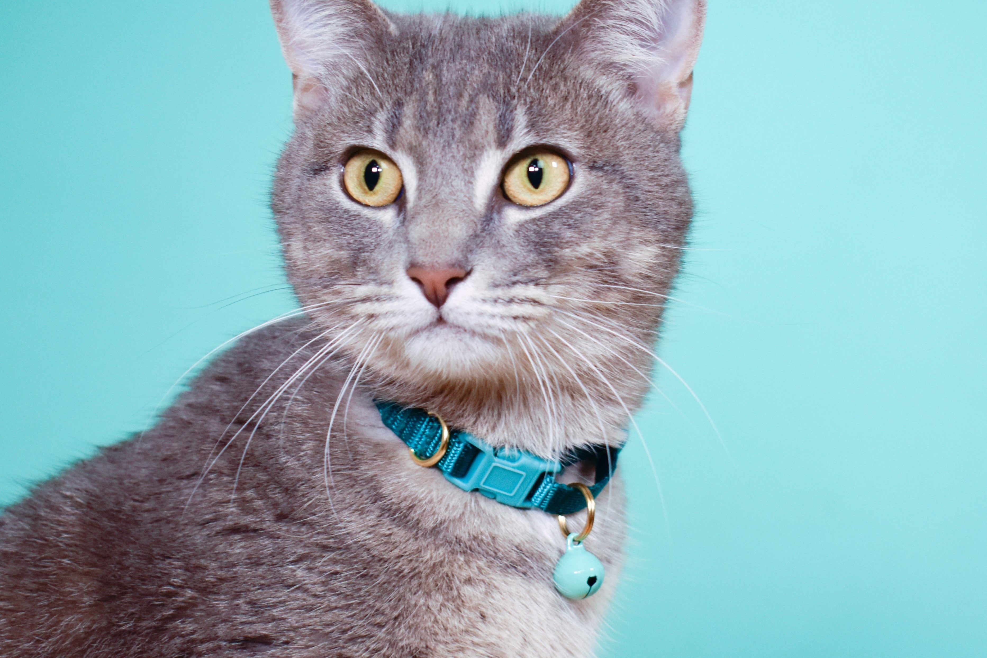 breakaway cat collars by Major Darling