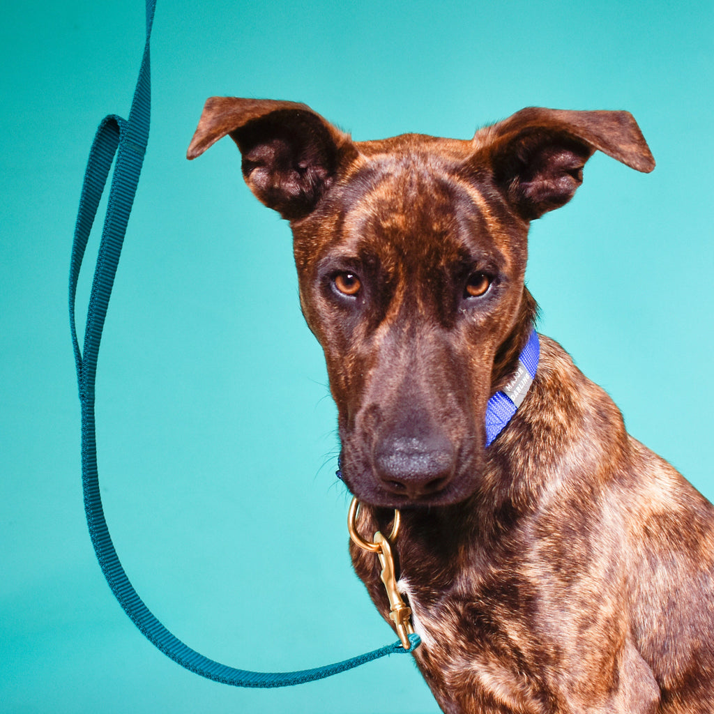 double handle leash / traffic leash by Major Darling