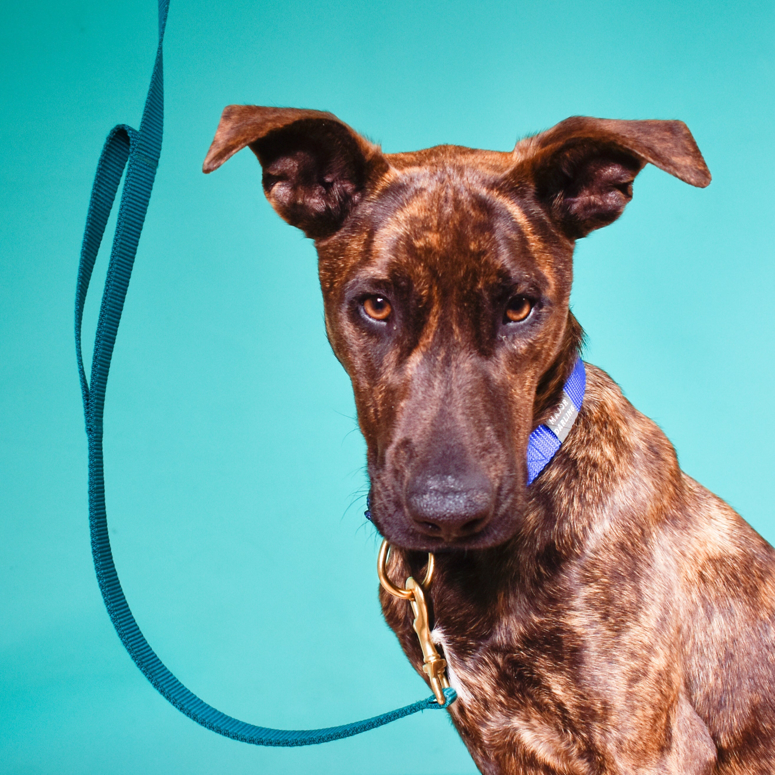 double handle leash / traffic leash by Major Darling