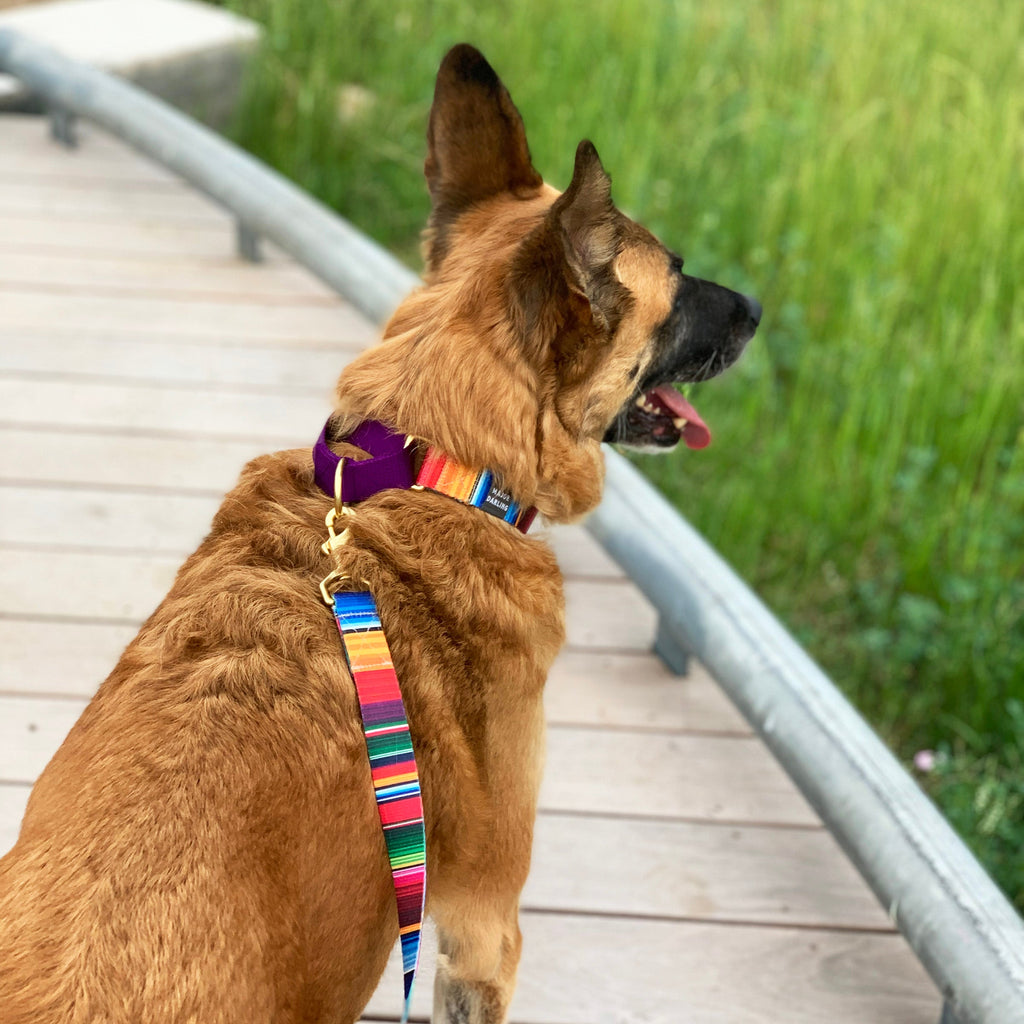 not-so-basic leash / serape by Major Darling