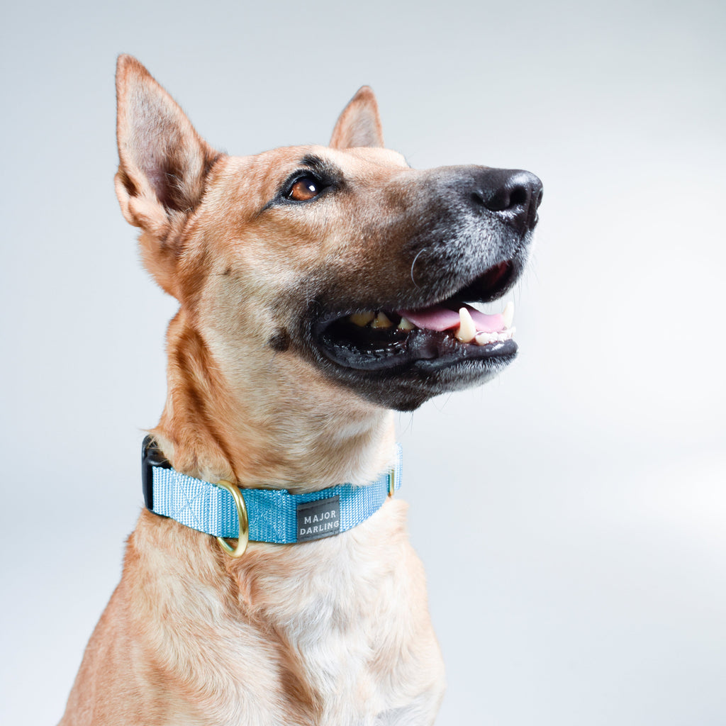 basic snap collar by Major Darling