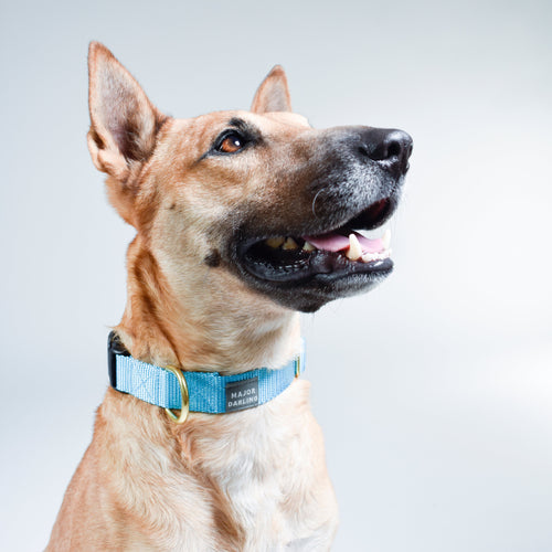 basic snap collar by Major Darling