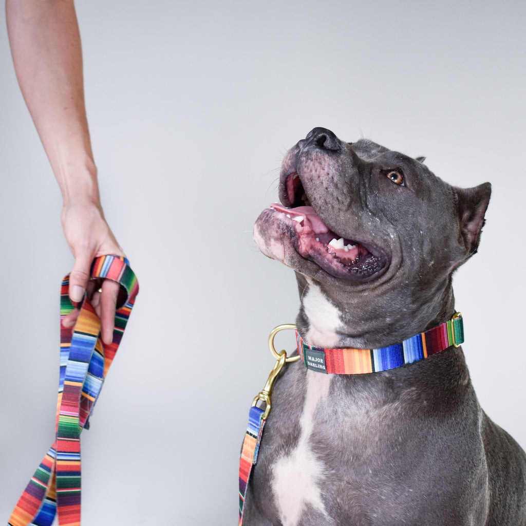 not-so-basic leash / serape by Major Darling