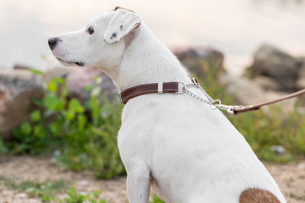 Martingale Chocolate Leather Dog Collar by Euro-Dog Collars and Leads
