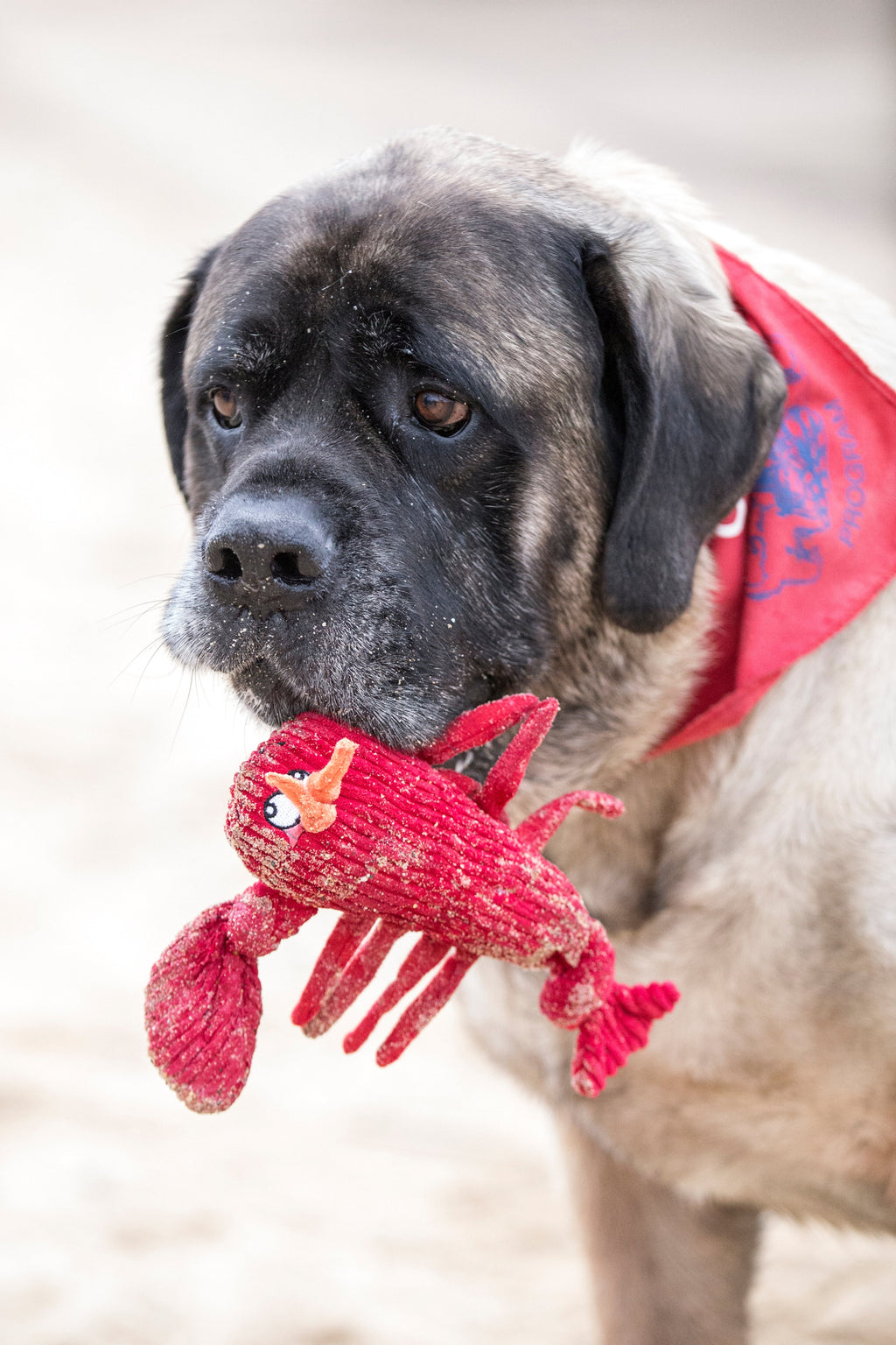 McCracken Lobsta™ Knottie® Plush Dog Toy by HuggleHounds