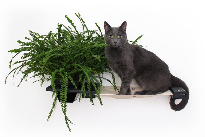 Cat Hammock Wall with Planter by Catastrophic Creations