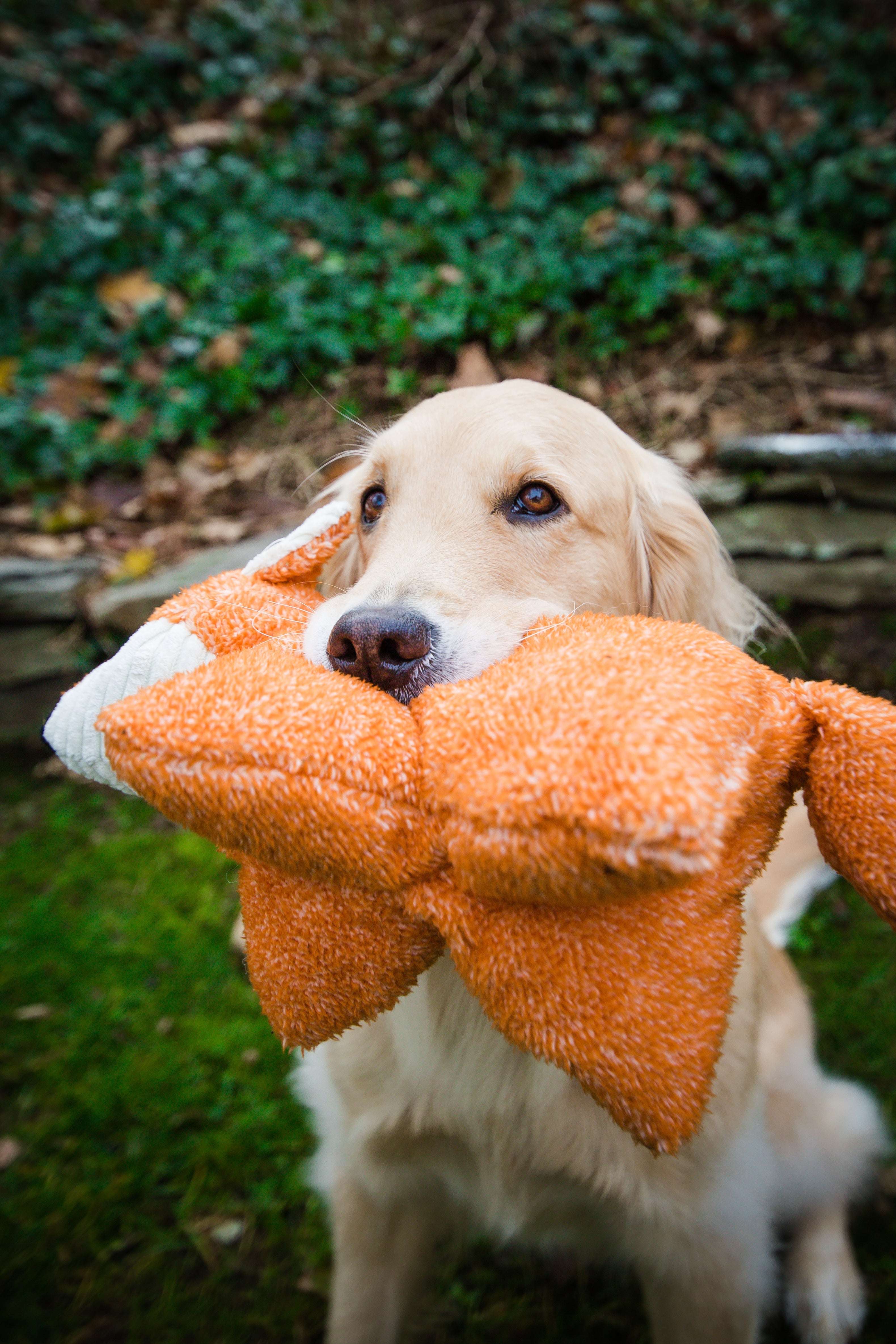 Squooshie™ Fox Plush Dog Toy by HuggleHounds