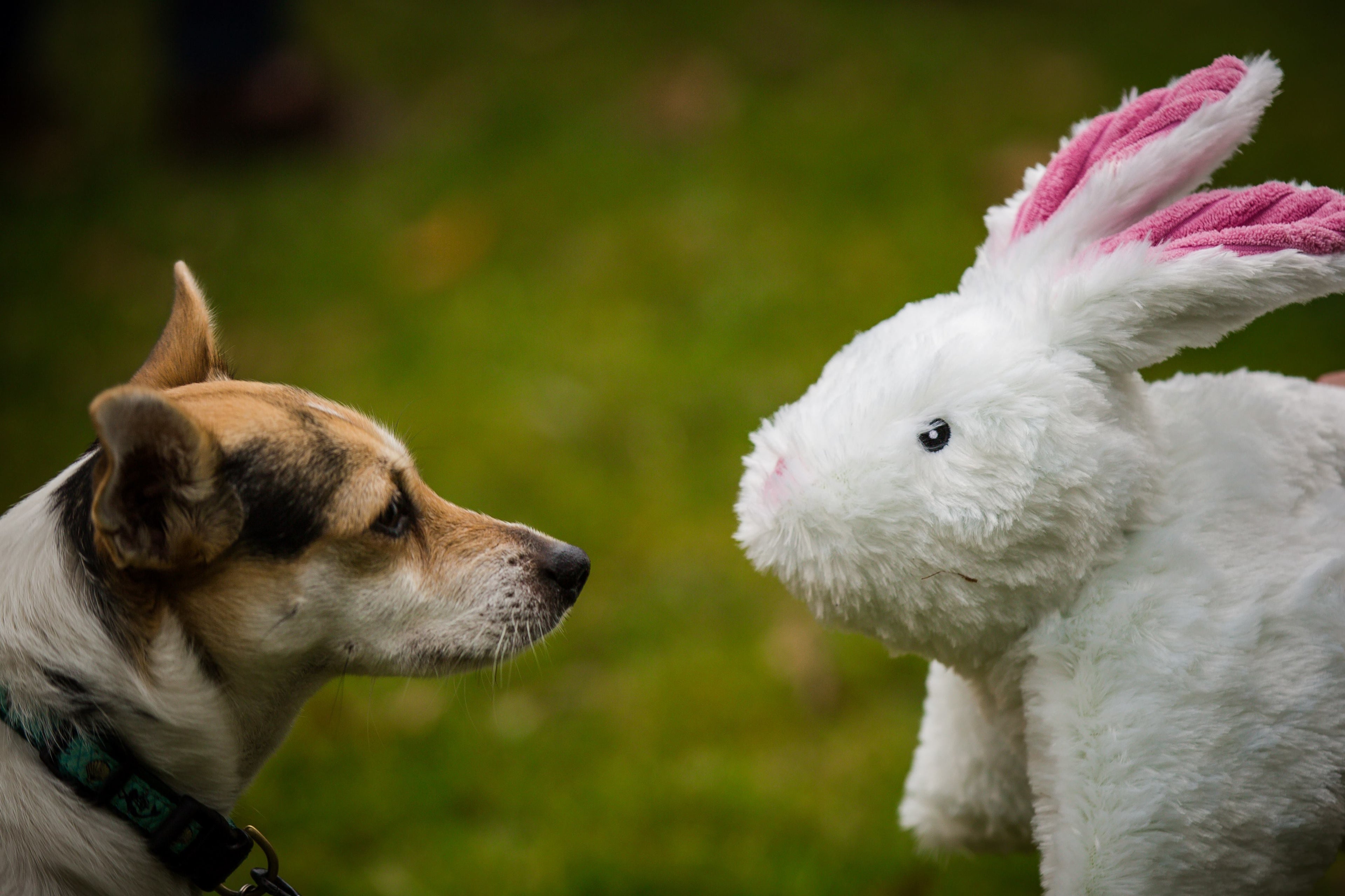 Squooshie™ Bunny Plush Dog Toy by HuggleHounds