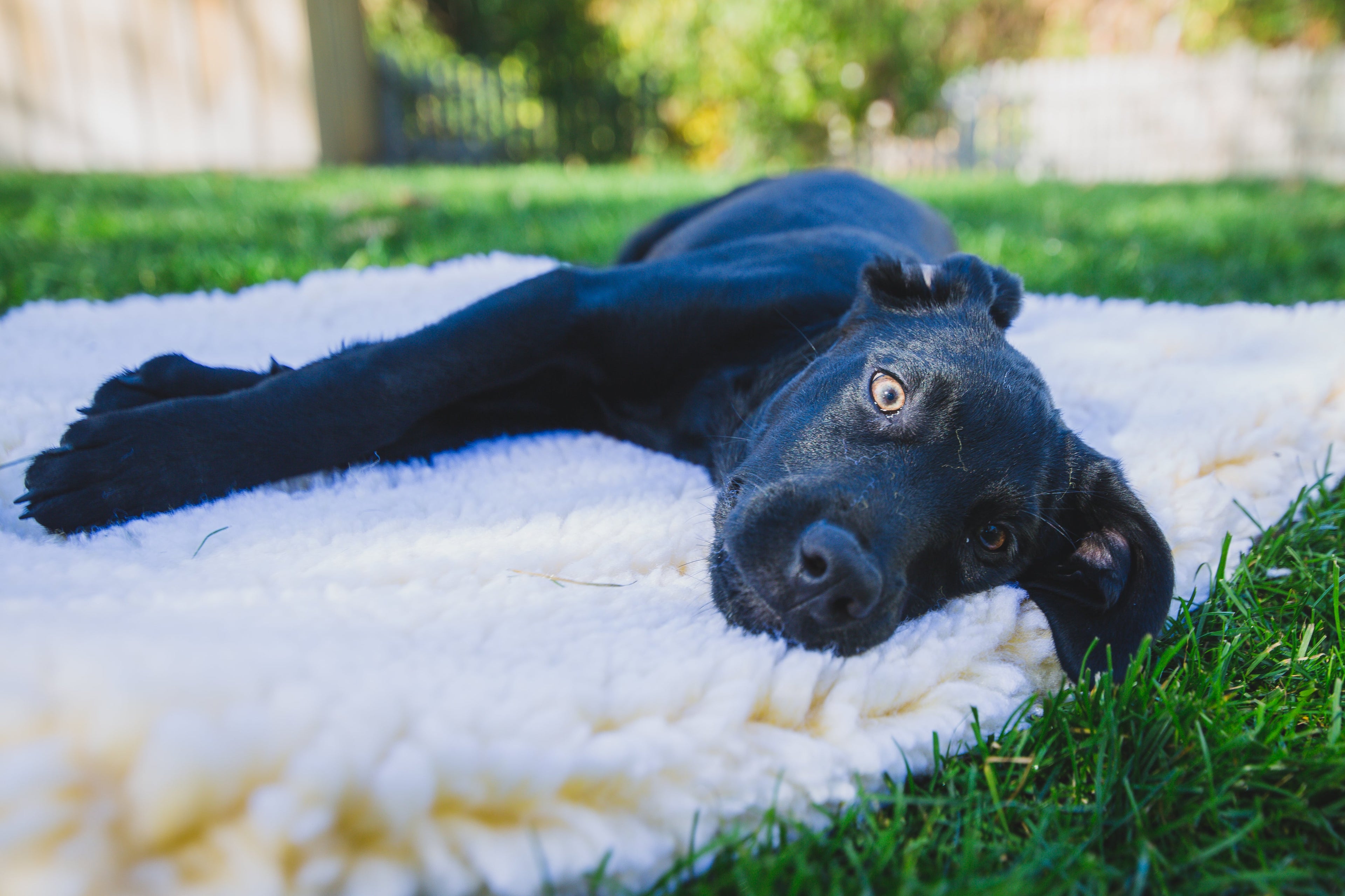 HuggleFleece® Mat Cat & Dog Bed by HuggleHounds