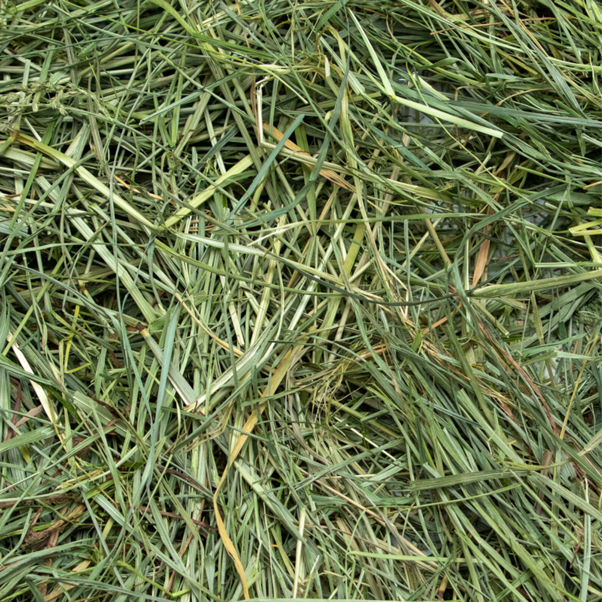 Rabbit Hole Hay Ultra Premium Mountain Grass by Rabbit Hole Hay