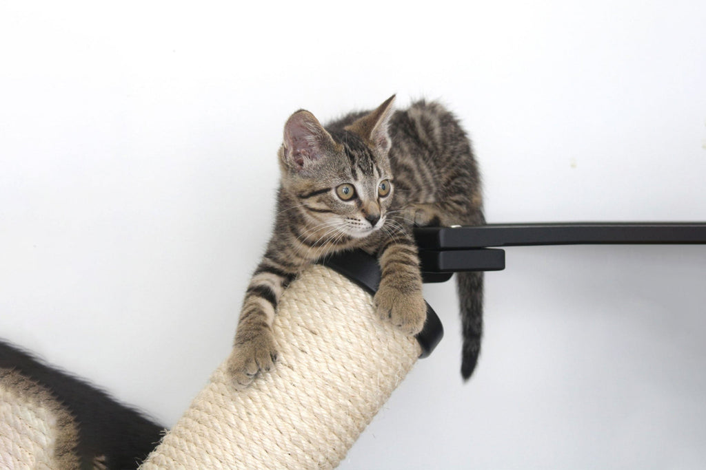 The Crossroads - Cat Wall Scratcher - Tree with Ramp by Catastrophic Creations