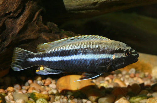 Auratus Cichlid by Danaqua Live Fish & More