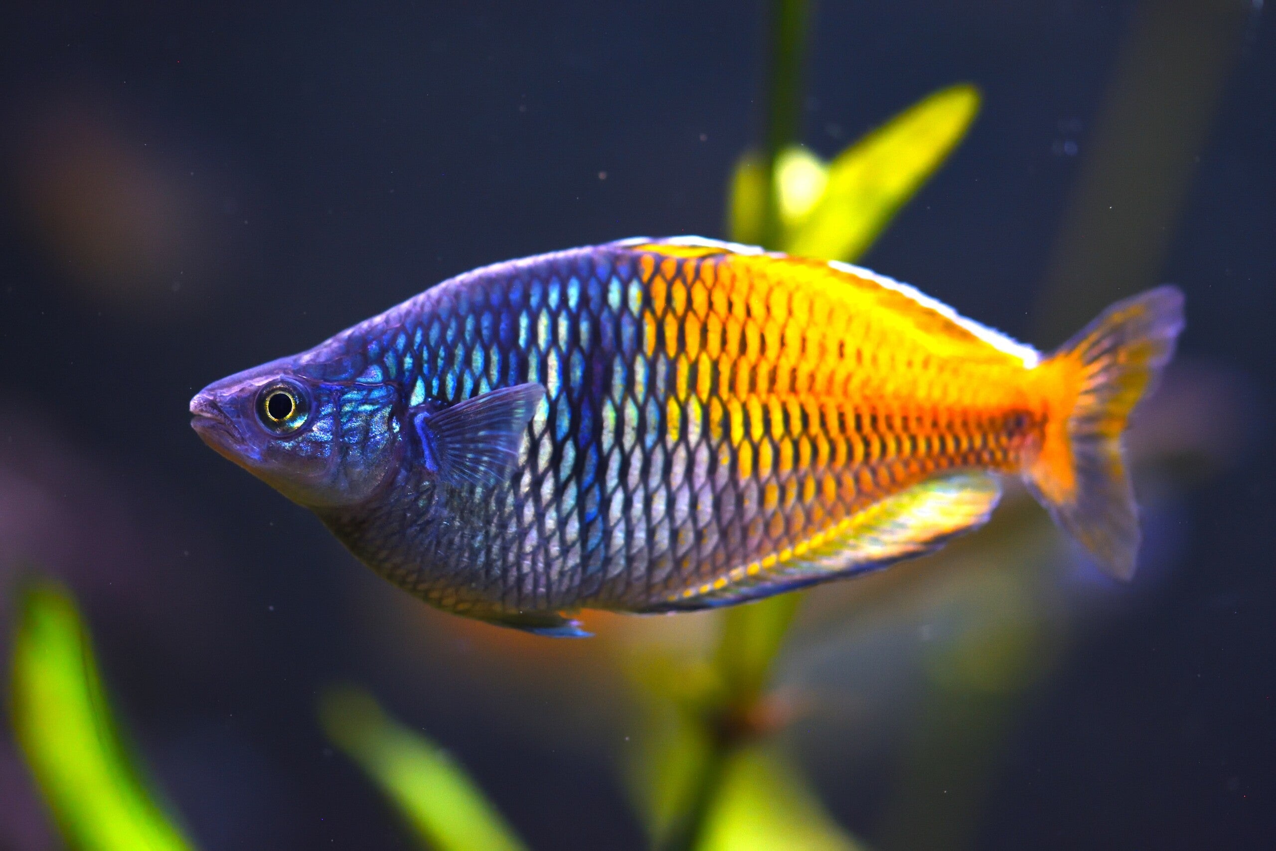 Boesemani rainbowfish by Danaqua Live Fish & More