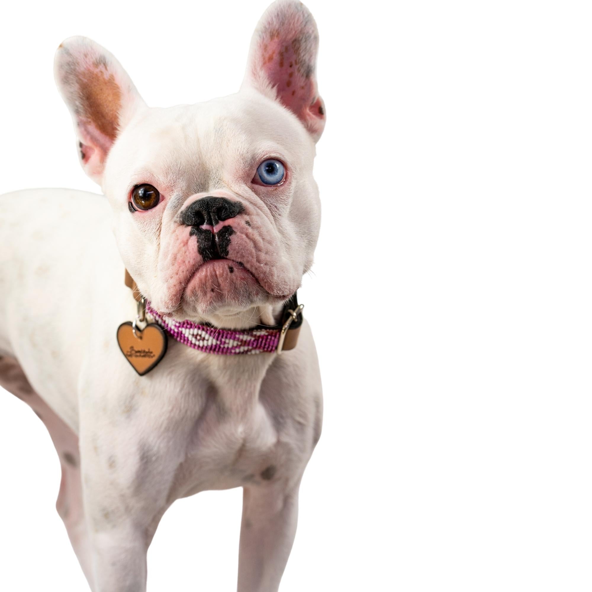 Melrose dog collar (quick release) by Sambboho