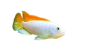 Ice Blue Zebra Albino Cichlid by Danaqua Live Fish & More