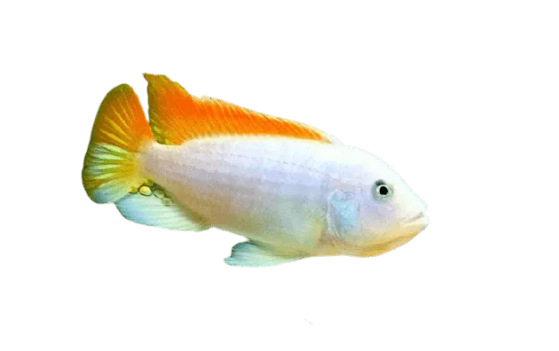 Ice Blue Zebra Albino Cichlid by Danaqua Live Fish & More