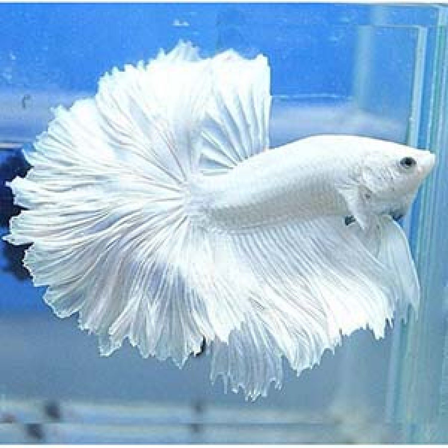 White Halfmoon Betta (Male) by Danaqua Live Fish & More
