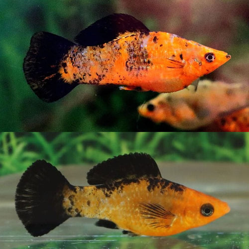 Assorted Leopard Molly by Danaqua Live Fish & More
