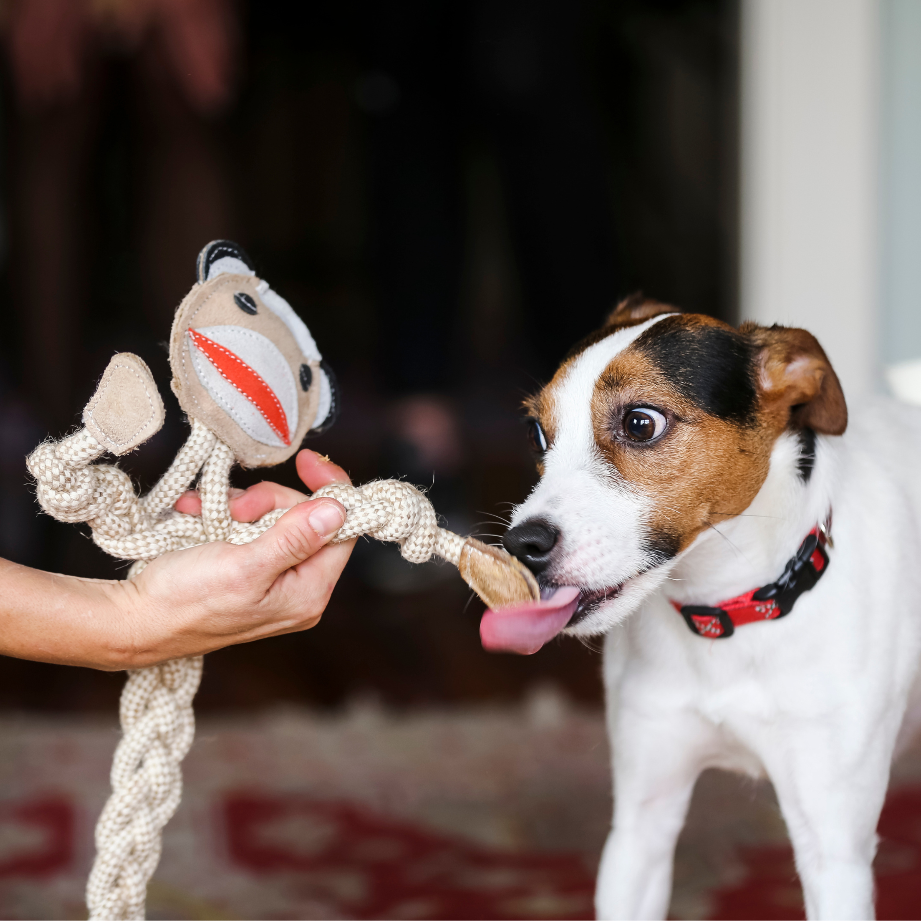 Stuey Sock Monkey Natural Rope Knottie® Dog Toy, Large (9mm rope diameter) by HuggleHounds
