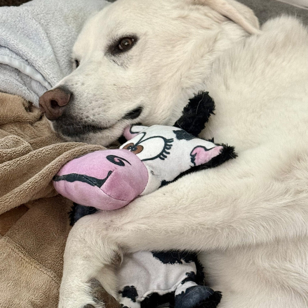Moo-Ria the Cow by American Dog