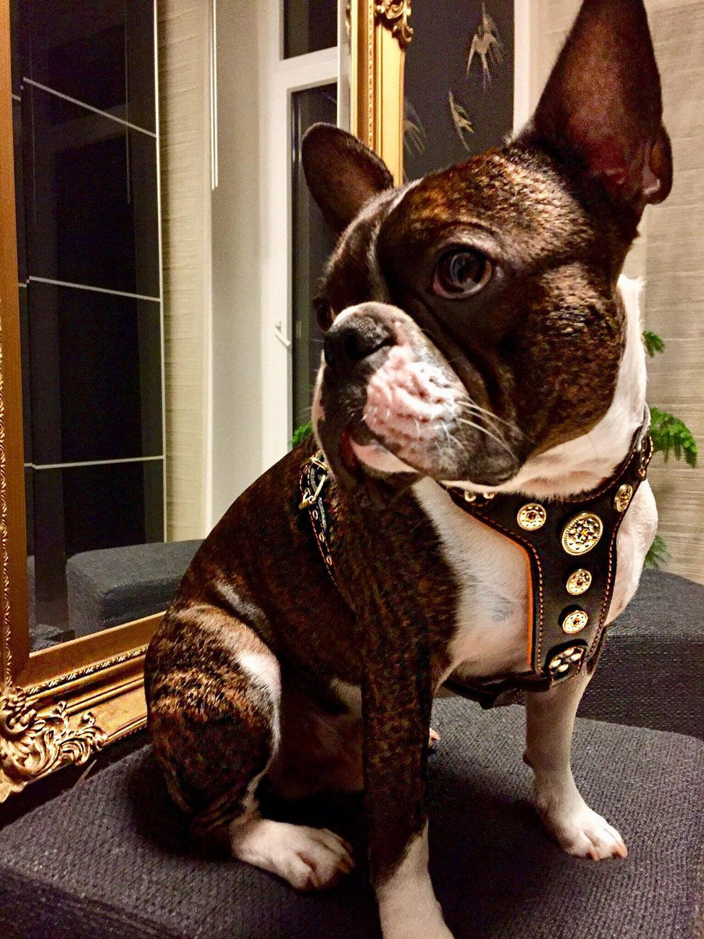 The ''Bijou'' harness Black & Orange Small to Medium Size by Bestia Dog Gear