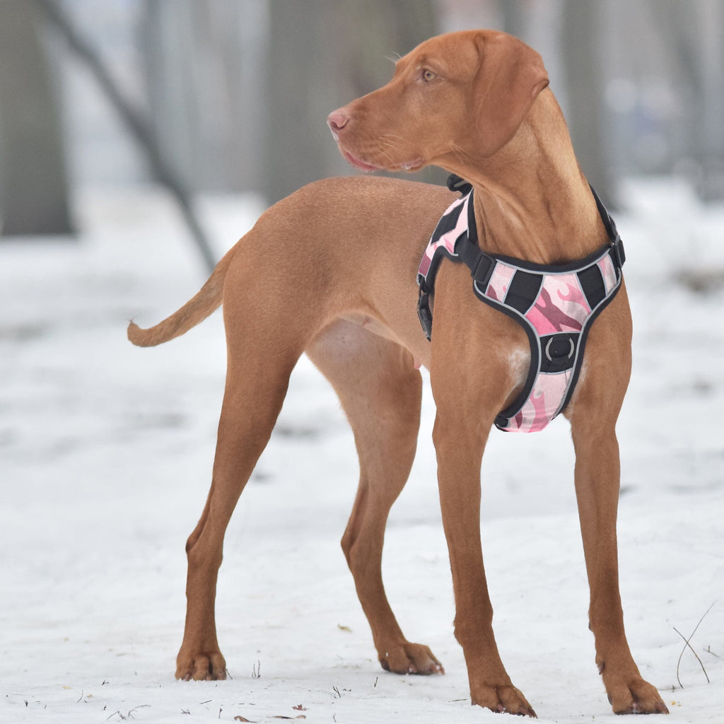 Dogline Quest Multi-Purpose No Pull Dog Harness by Dogline
