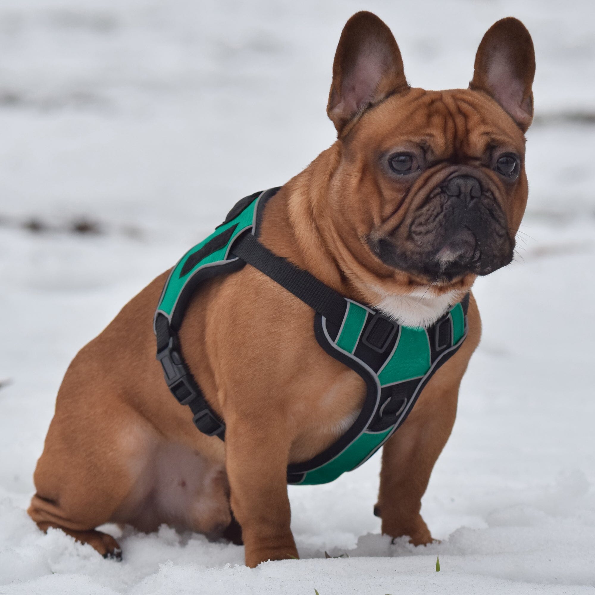 Dogline Quest Multi-Purpose No Pull Dog Harness by Dogline
