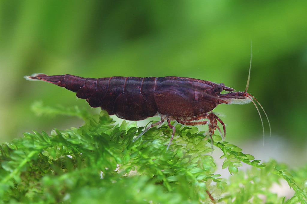 Chocolate Shrimp by Danaqua Live Fish & More