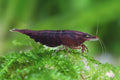 Chocolate Shrimp by Danaqua Live Fish & More