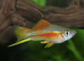 Neon Swordtail by Danaqua Live Fish & More