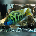 Venustus Cichlid by Danaqua Live Fish & More