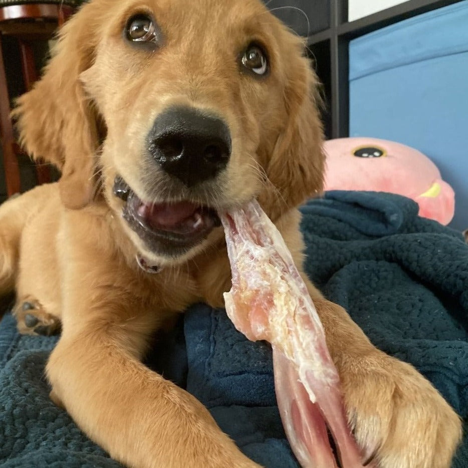 Beef Tendon by Bully Bunches