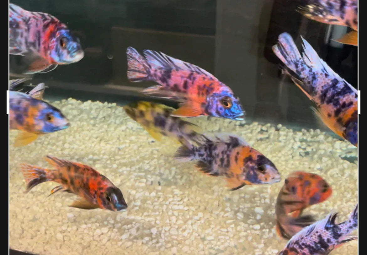 OB Peacock Cichlids (Red/Pink/Purple/Blue) by Danaqua Live Fish & More