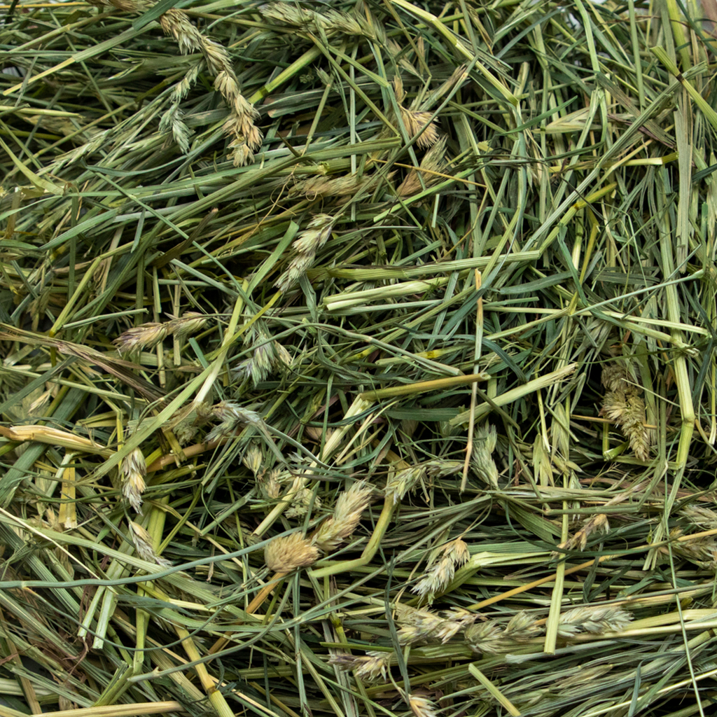Rabbit Hole Hay Ultra Premium Coarse Orchard Grass by Rabbit Hole Hay