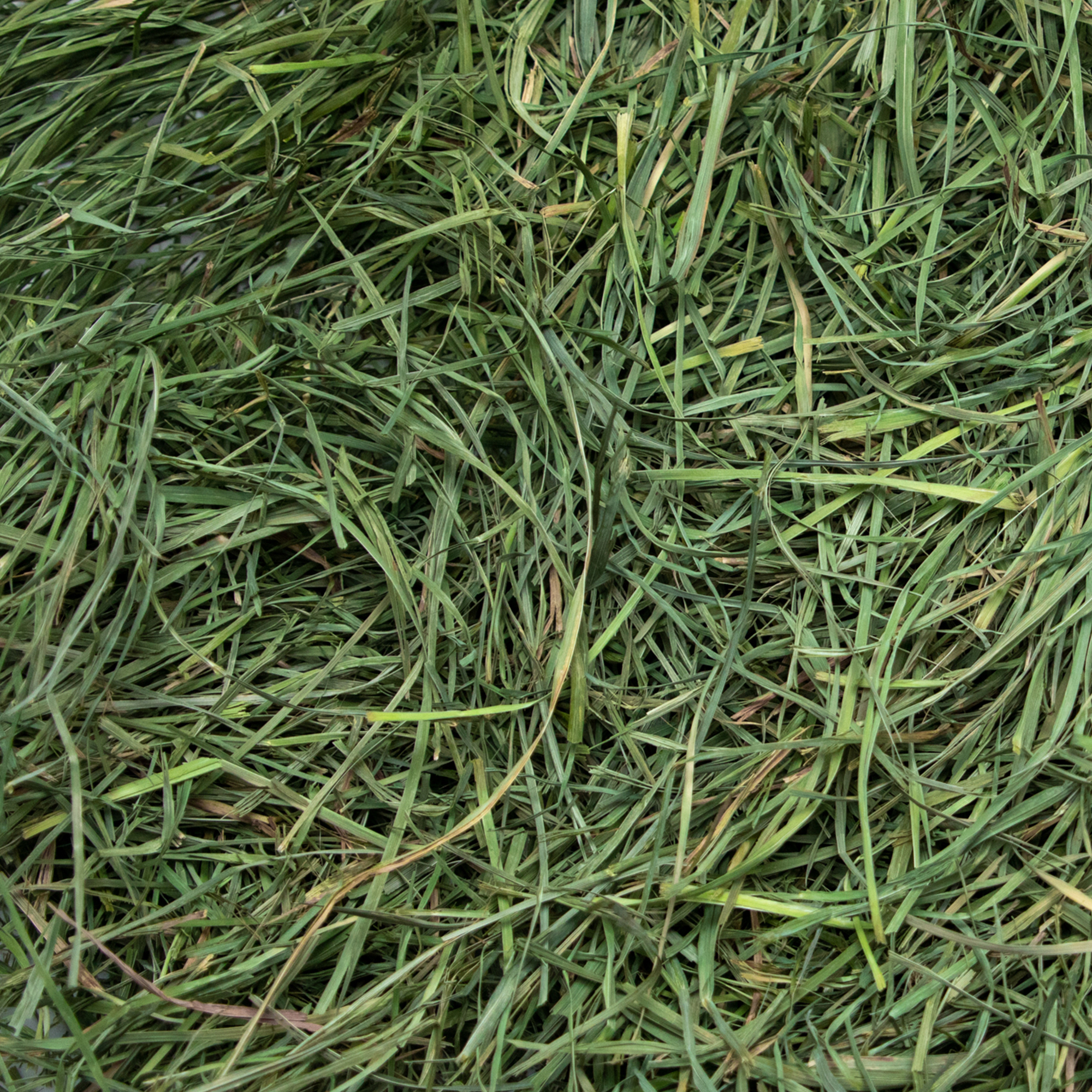 Rabbit Hole Hay Ultra Premium Soft Orchard Grass by Rabbit Hole Hay