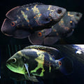 Wild Oscar 2.5"-3" by Danaqua Live Fish & More