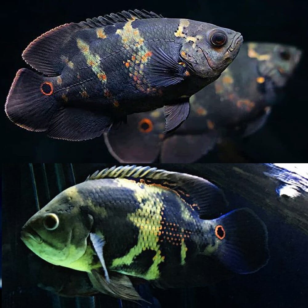 Wild Oscar 2.5"-3" by Danaqua Live Fish & More