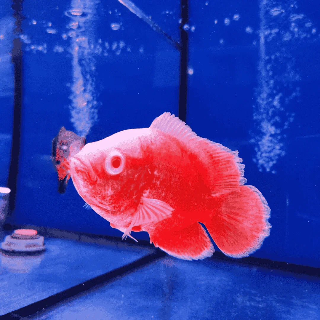 Red Chili Oscar (Astronotus ocellatus) by Danaqua Live Fish & More
