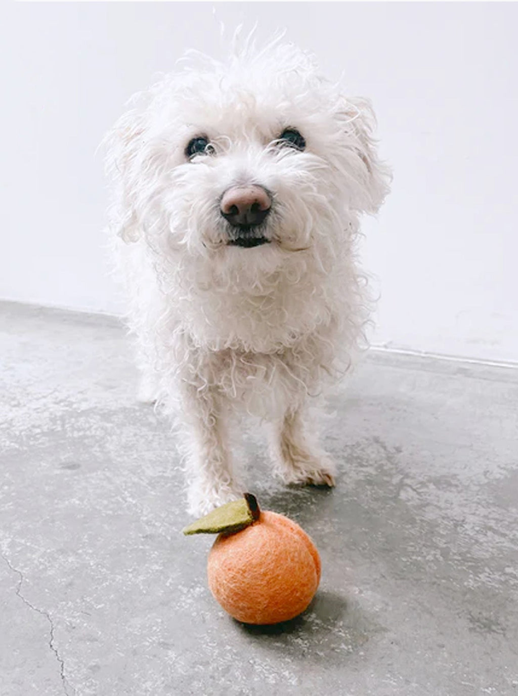 DOGGY PEACH by MODERNBEAST