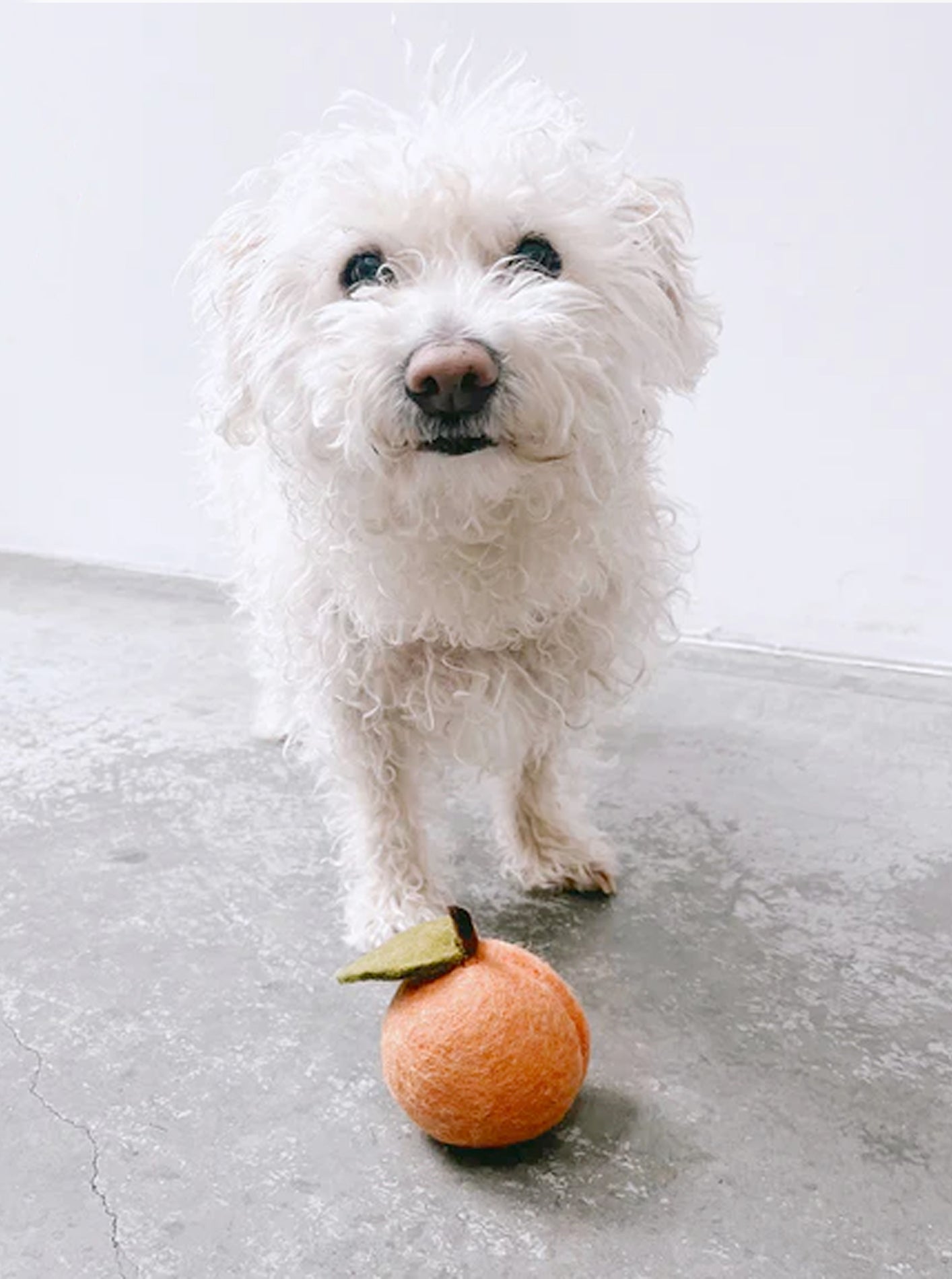 DOGGY PEACH by MODERNBEAST