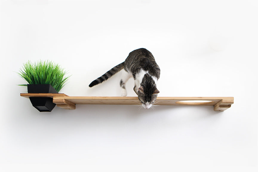 Cat Plant Stand for Wall by Catastrophic Creations