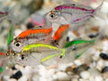 Glass Fish Painted by Danaqua Live Fish & More