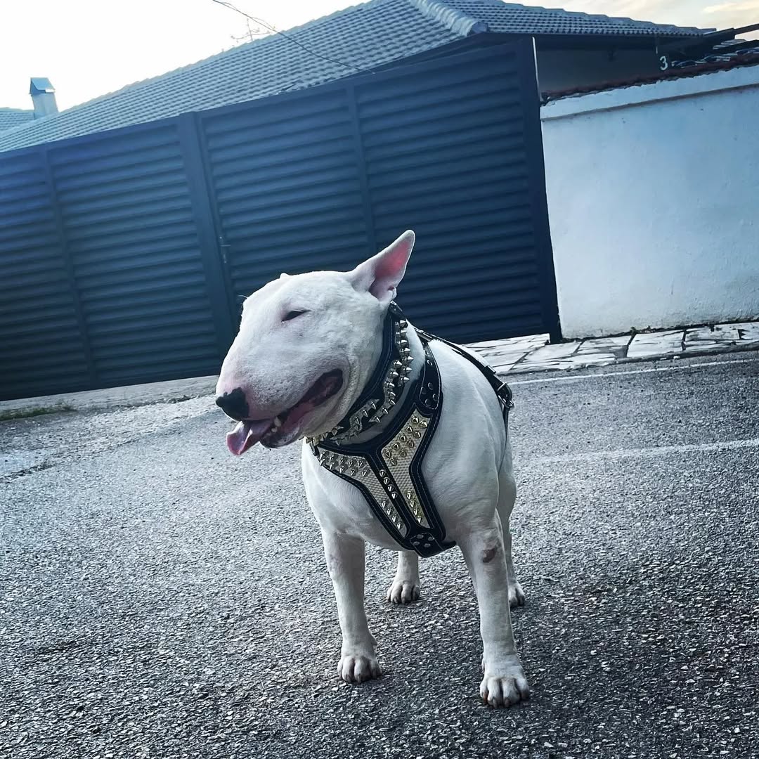 ''Platinum'' harness Medium Size by Bestia Dog Gear