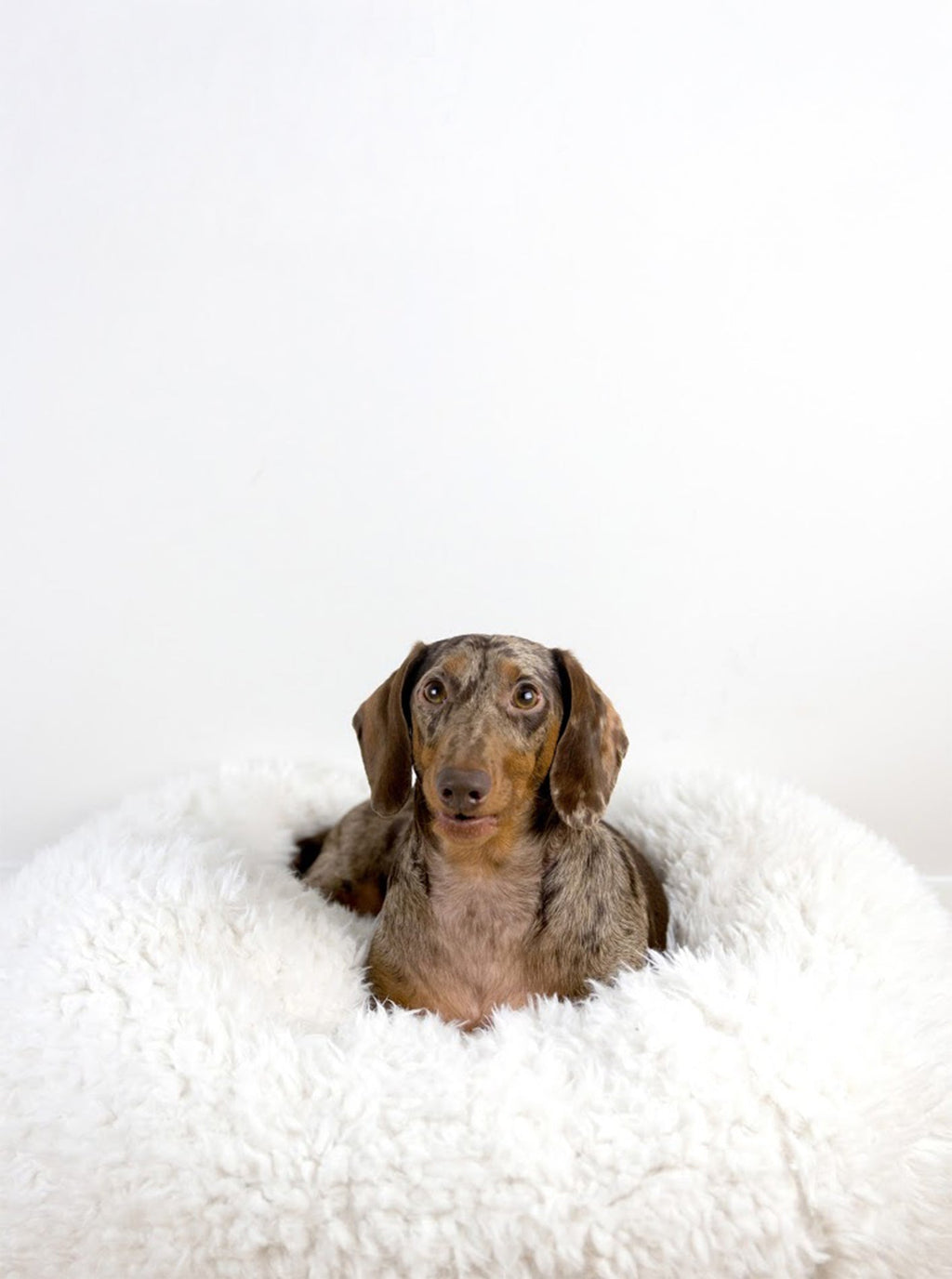 POD DOG BED by MODERNBEAST