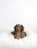 POD DOG BED by MODERNBEAST