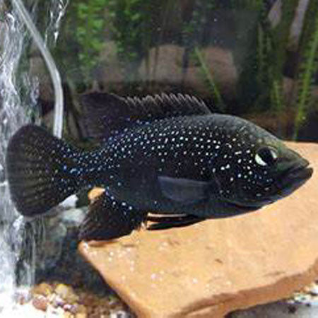 Polleni Cichlid (Starry Night Cichlid) by Danaqua Live Fish & More