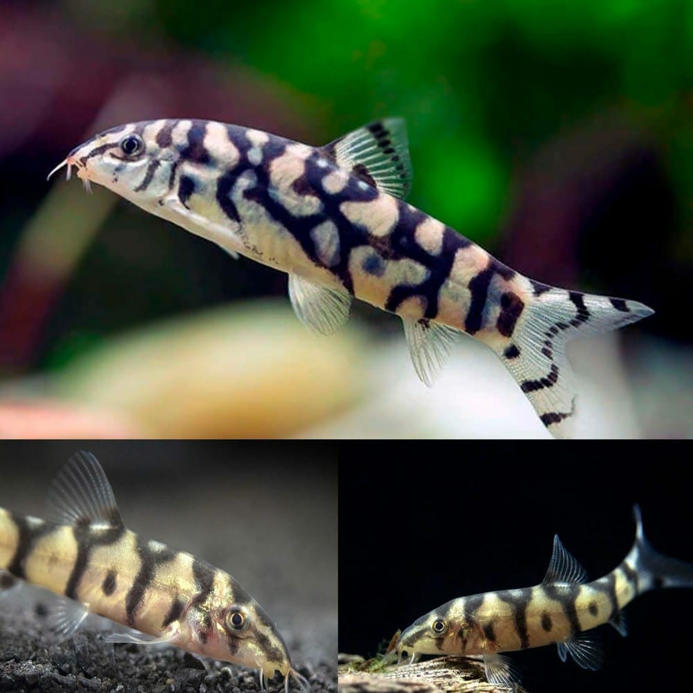 Pakistani Loach Yoyo Loach (Botia almorhae) by Danaqua Live Fish & More