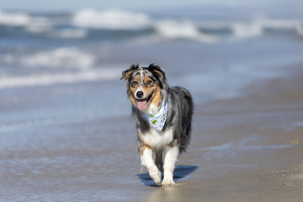Shores Dog Reversible Bandana by Dog Bandana Co.